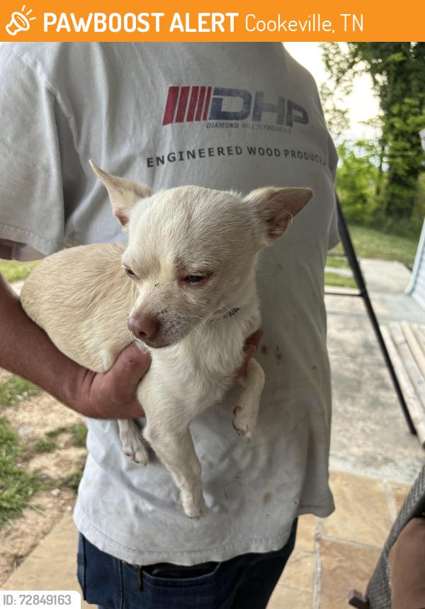 Found/Stray Male Dog last seen Holliday Drive, Cookeville, TN 38506