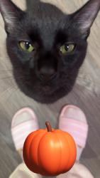 Lost Male Cat last seen Mills drive Covington ga, Newton County, GA 30016
