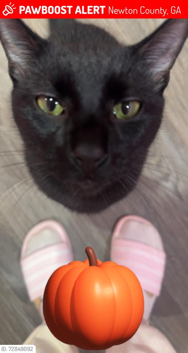 Lost Male Cat last seen Mills drive Covington ga, Newton County, GA 30016