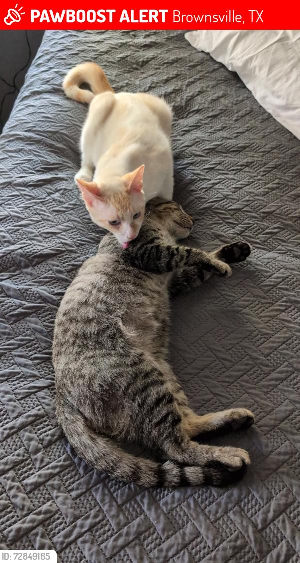 Lost Male Cat last seen The nearest stores Boca chica Walmart, Brownsville, TX 78521