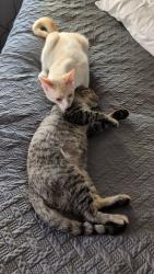 Lost Male Cat last seen The nearest stores Boca chica Walmart, Brownsville, TX 78521