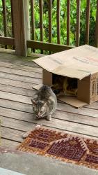 Found/Stray Unknown Cat last seen Reservoir Park, St. Louis, MO 63118
