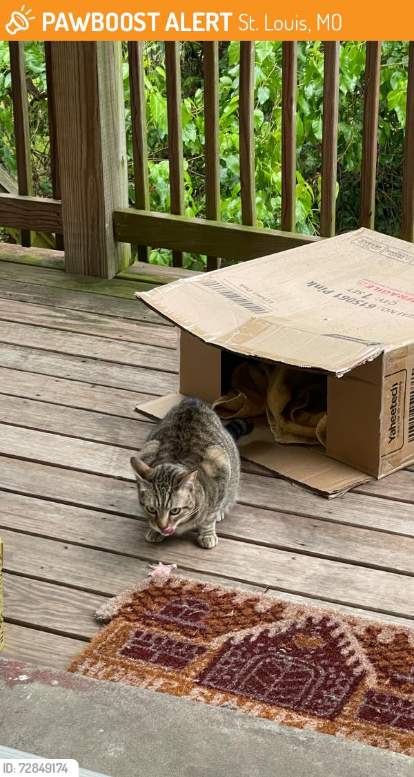 Found/Stray Unknown Cat last seen Reservoir Park, St. Louis, MO 63118