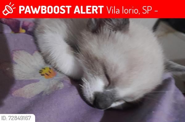 Lost Male Cat last seen Rua antonio gomes de oliveira próximo a padaria parati, Vila Iorio, SP 02965-000
