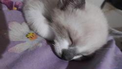 Lost Male Cat last seen Rua antonio gomes de oliveira próximo a padaria parati, Vila Iorio, SP 02965-000