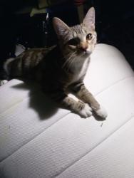 Lost Male Cat last seen Renton park elementary , Renton, WA 98058