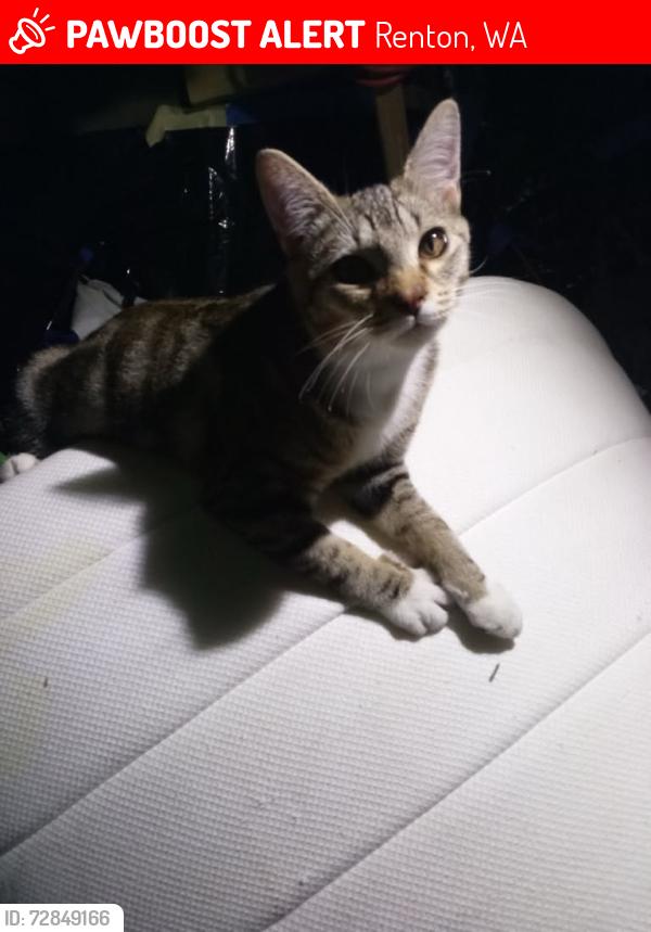 Lost Male Cat last seen Renton park elementary , Renton, WA 98058