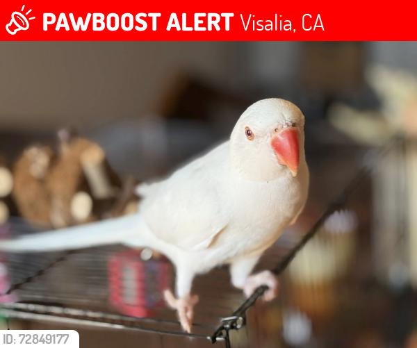 Lost Male Bird last seen County Center and Walnut, Visalia, CA 93277
