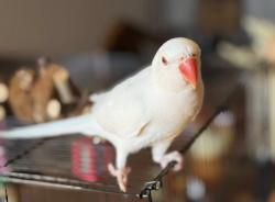 Lost Male Bird last seen County Center and Walnut, Visalia, CA 93277