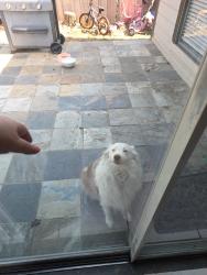 Lost Female Dog last seen Lewis, Grand Prairie, TX 75052