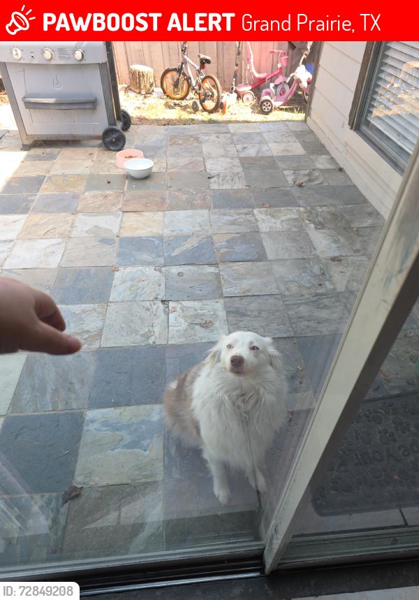 Lost Female Dog last seen Lewis, Grand Prairie, TX 75052