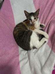 Found/Stray Female Cat last seen Loma Alta neighborhood near the Kittyhawk and Toepperwein intersection, Converse, TX 78109