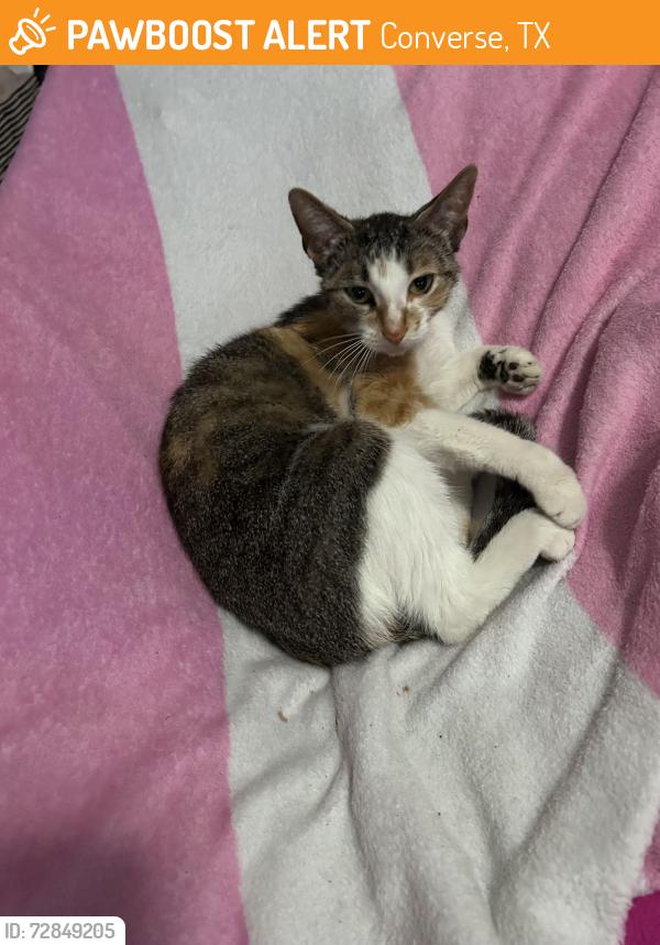 Found/Stray Female Cat last seen Loma Alta neighborhood near the Kittyhawk and Toepperwein intersection, Converse, TX 78109