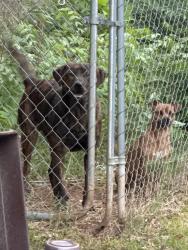 Found/Stray Male Dog last seen  Centerville Elementary School, Anderson, SC 29622
