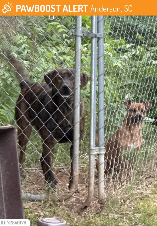 Found/Stray Male Dog last seen  Centerville Elementary School, Anderson, SC 29622