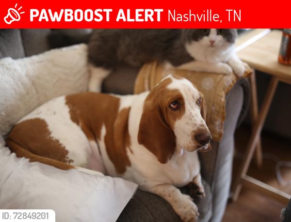 Lost Male Dog last seen Amalie apmt s, Nashville, TN 37211