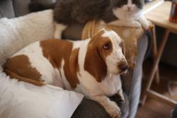 Lost Male Dog last seen Amalie apmt s, Nashville, TN 37211