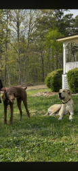 Lost Male Dog last seen Near Fire Tower Road Rome Ga , Kingston, GA 30145