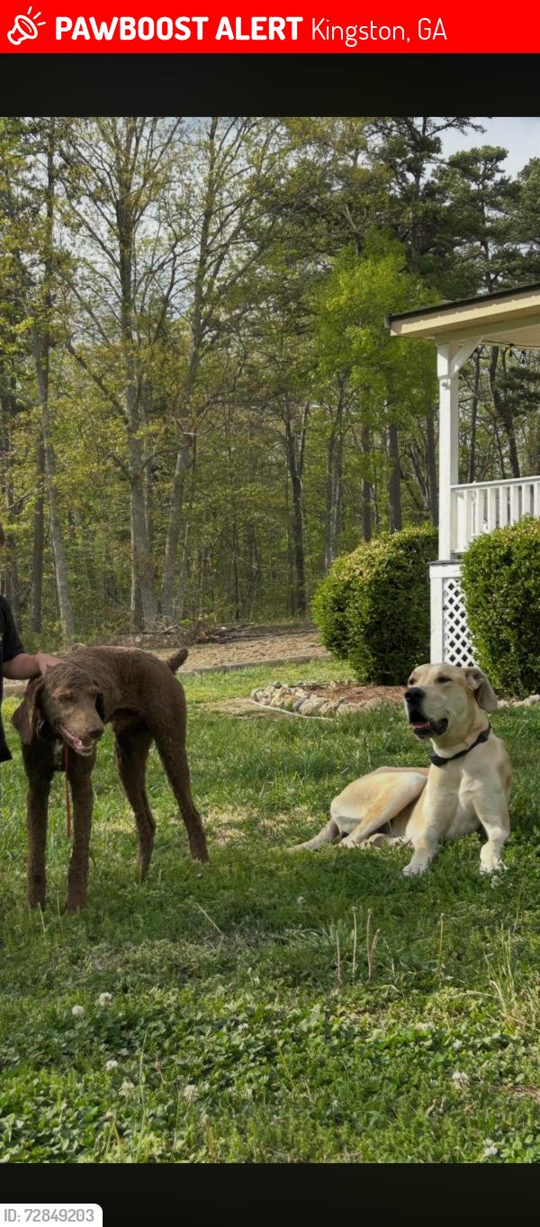 Lost Male Dog last seen Near Fire Tower Road Rome Ga , Kingston, GA 30145
