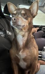 Found/Stray Male Dog last seen On the road, Vista, CA 92084