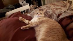 Lost Male Cat last seen Hodgson Dr. & Thoms Crescent., Newmarket, ON, Newmarket, ON L3Y 1E3