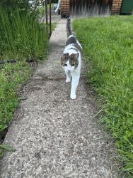 Found/Stray Male Cat last seen Hawthorne and Highland, Swissvale, PA 15218