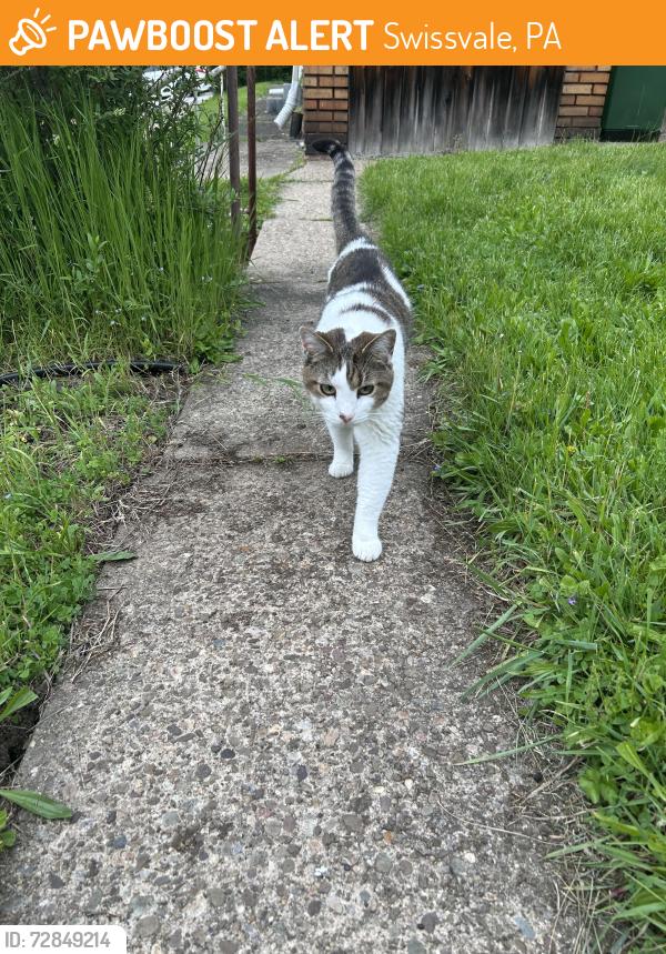 Found/Stray Male Cat last seen Hawthorne and Highland, Swissvale, PA 15218