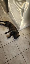 Found/Stray Male Dog last seen Near Town N Country Blvd Tampa Fl , Tampa, FL 33615