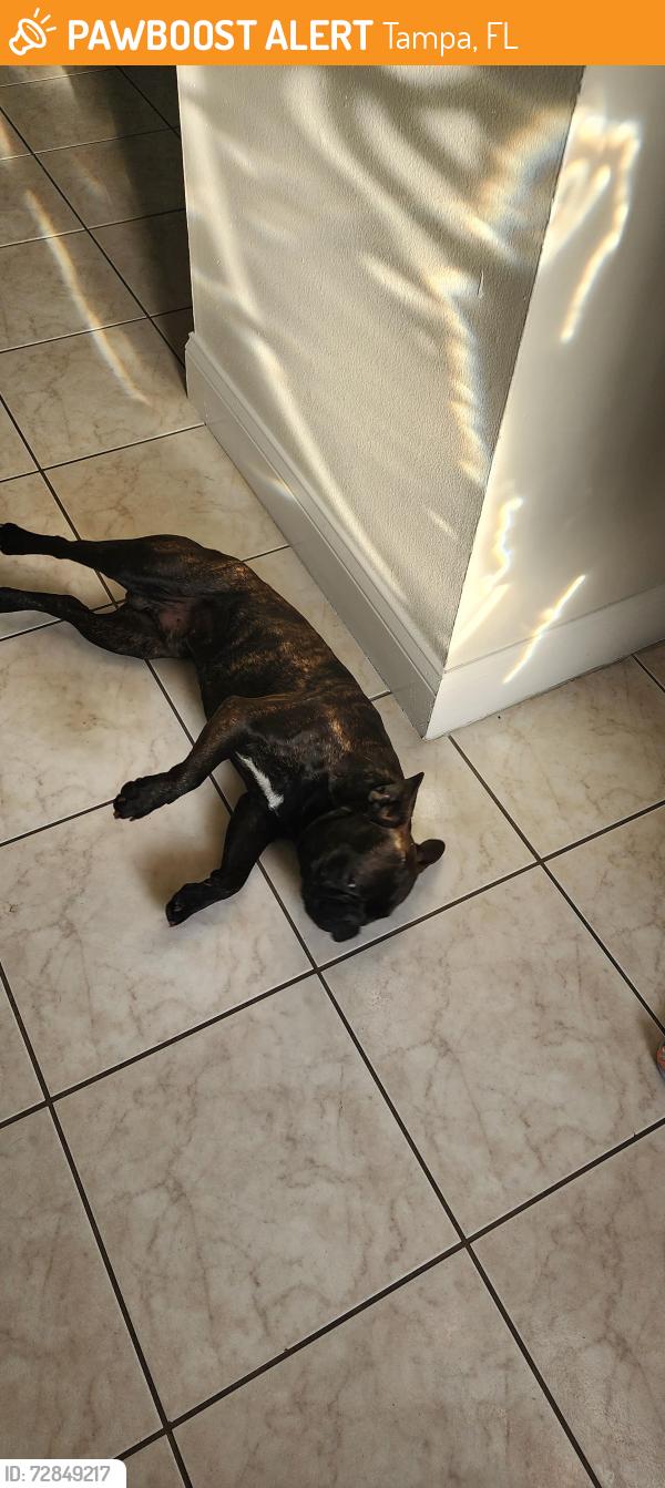 Found/Stray Male Dog last seen Near Town N Country Blvd Tampa Fl , Tampa, FL 33615