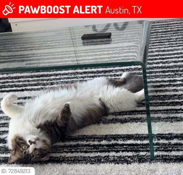 Lost Male Cat last seen The Nelson apmts 10820 S IH-35 Service Rd SB , Austin, TX 78745