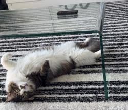 Lost Male Cat last seen The Nelson apmts 10820 S IH-35 Service Rd SB , Austin, TX 78745