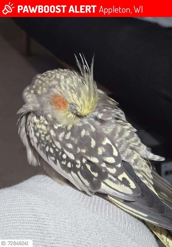 Lost Female Bird last seen Between wisconsin and college ave, Appleton, WI 54913