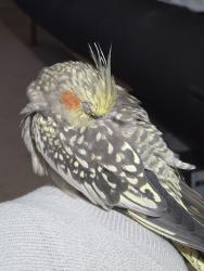 Lost Female Bird last seen Between wisconsin and college ave, Appleton, WI 54913