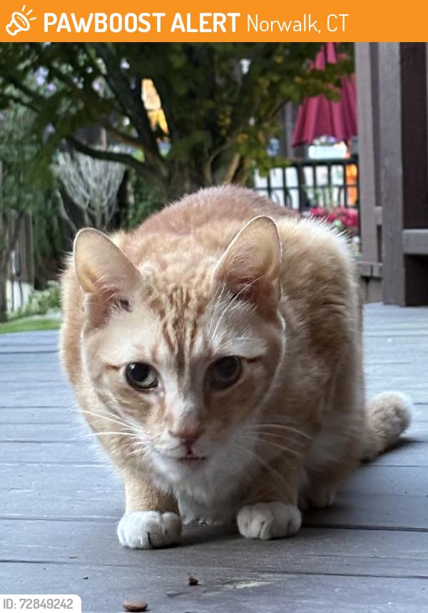 Found/Stray Unknown Cat last seen Hadik Pkwy, Norwalk, CT 06854