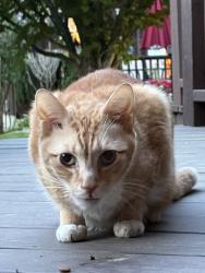 Found/Stray Unknown Cat last seen Hadik Pkwy, Norwalk, CT 06854