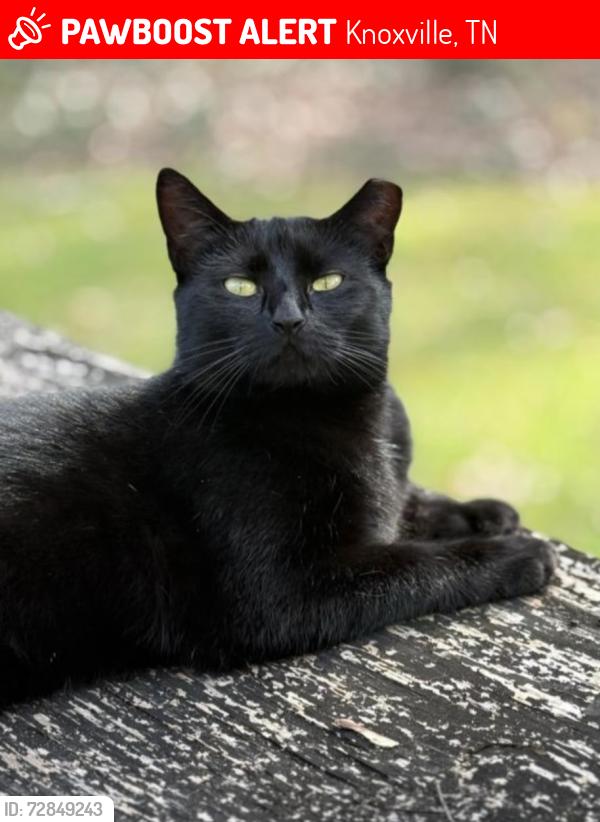 Lost Female Cat last seen Bearden View Lane Knoxville , Knoxville, TN 37909