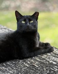 Lost Female Cat last seen Bearden View Lane Knoxville , Knoxville, TN 37909