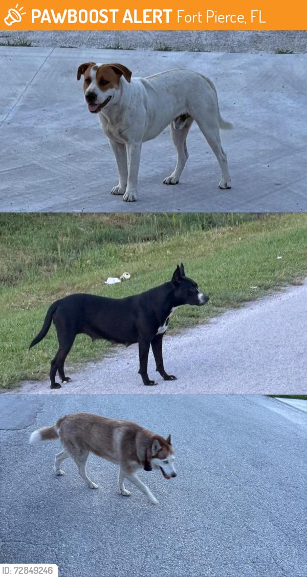 Found/Stray Male Dog last seen N 41st st Mariah , Fort Pierce, FL 34947