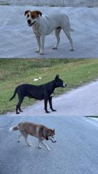 Found/Stray Male Dog last seen N 41st st Mariah , Fort Pierce, FL 34947