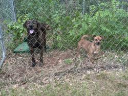 Found/Stray Male Dog last seen Centerville Elementary , Anderson, SC 29622