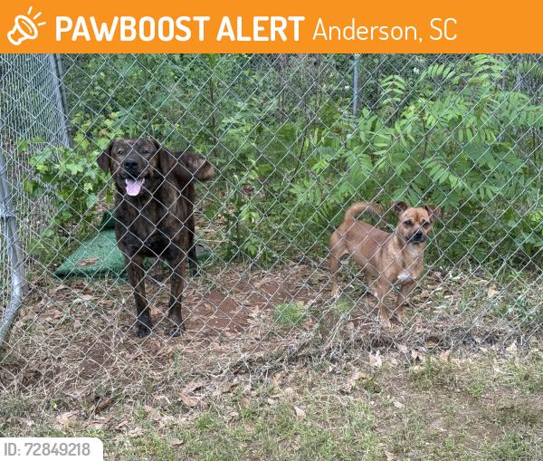 Found/Stray Male Dog last seen Centerville Elementary , Anderson, SC 29622