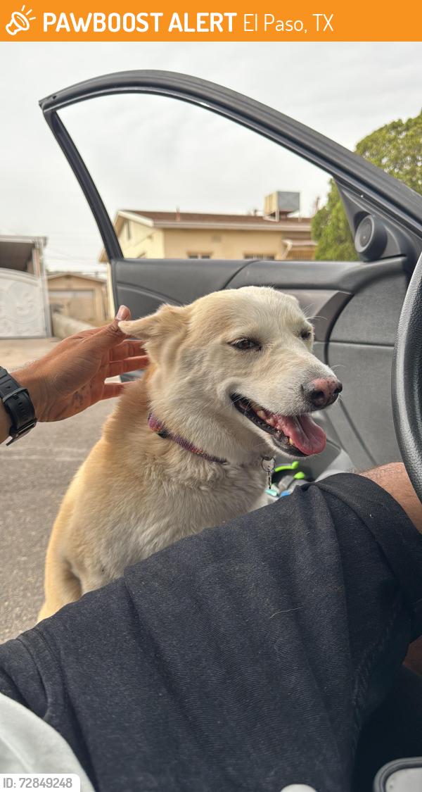 Found/Stray Female Dog last seen Trowbridge , El Paso, TX 79903