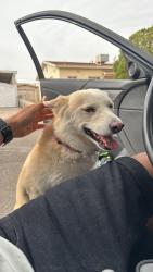 Found/Stray Female Dog last seen Trowbridge , El Paso, TX 79903