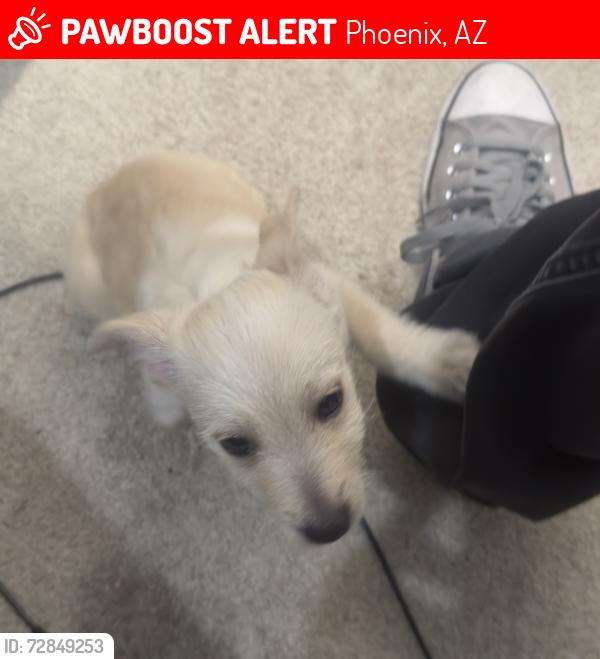 Lost Male Dog last seen 17th st & Indianschool rd , Phoenix, AZ 85016
