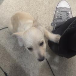 Lost Male Dog last seen 17th st & Indianschool rd , Phoenix, AZ 85016