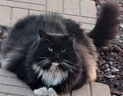 Lost Male Cat last seen 99th Ave and Ohio , Peoria, AZ 85345, Peoria, AZ 85383