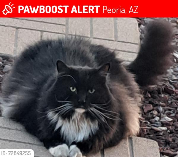 Lost Male Cat last seen 99th Ave and Ohio , Peoria, AZ 85345, Peoria, AZ 85383