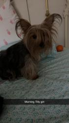 Lost Female Dog last seen Near GA-26 E Elko GA , Houston County, GA 31047