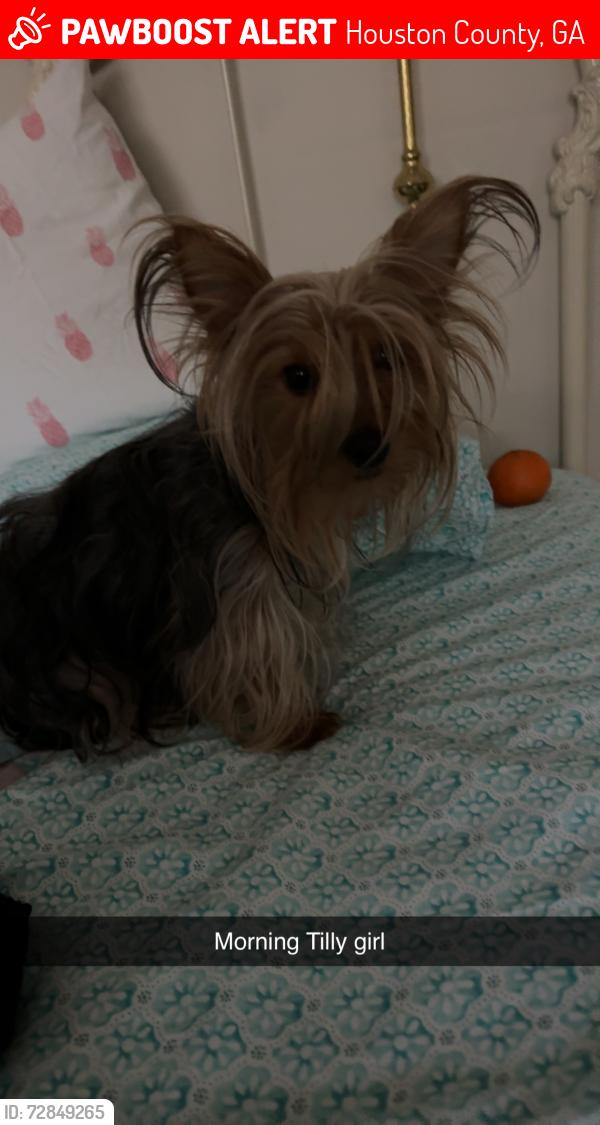 Lost Female Dog last seen Near GA-26 E Elko GA , Houston County, GA 31047