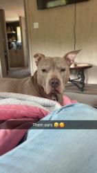 Lost Male Dog last seen Wire road, Monetta, SC 29105